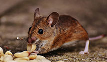24 Hour & Emergency Exterminators in Submarine Base, CT